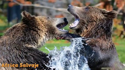 Bufalos Atacando a Leones. Brave Buffalo Attack Lion Fight