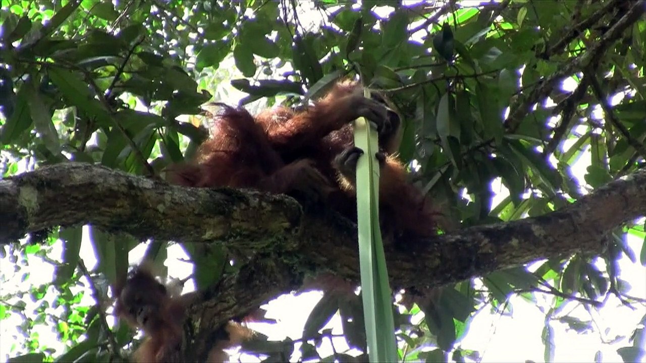 Neue  Orang-Utan-Art in Indonesien entdeckt