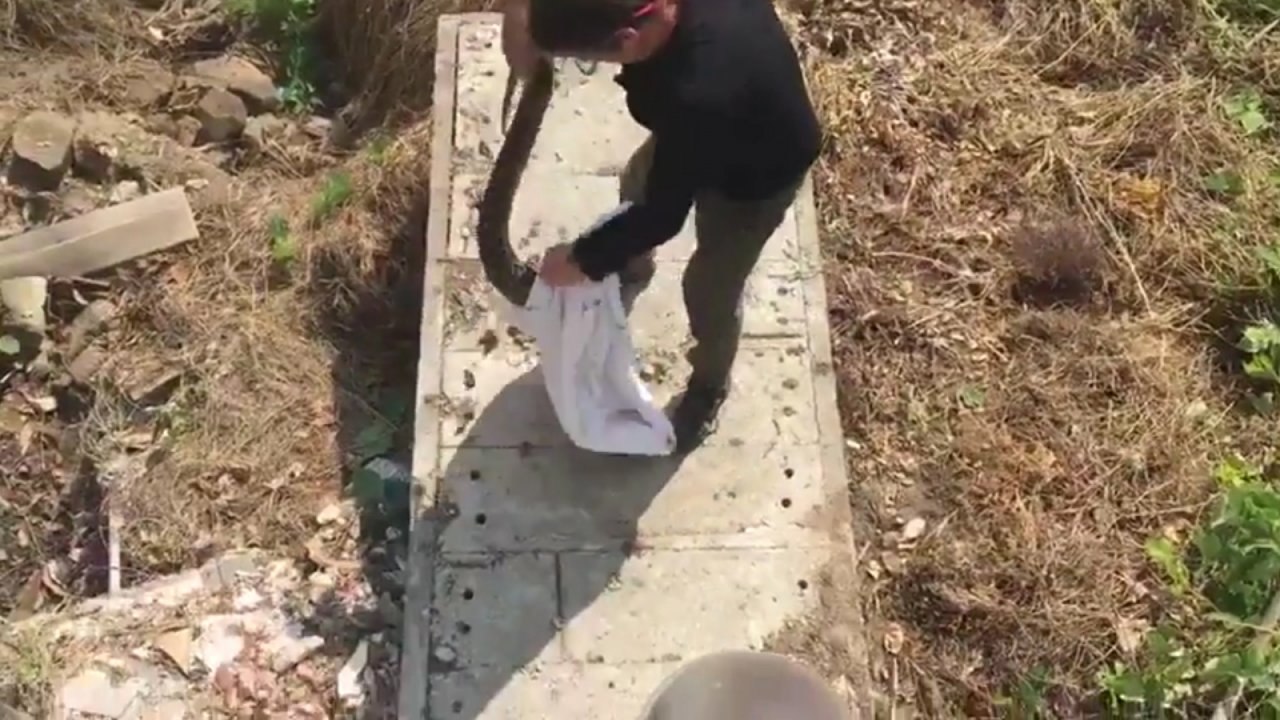 Man captures cat-eating python using just his hands