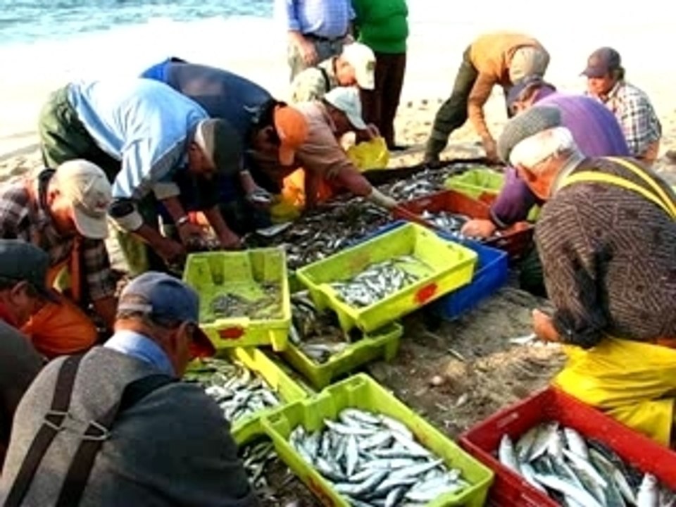tri du poisson après la pêche