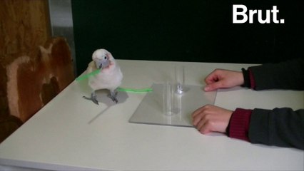 L'intelligence impressionnante des cacatoès