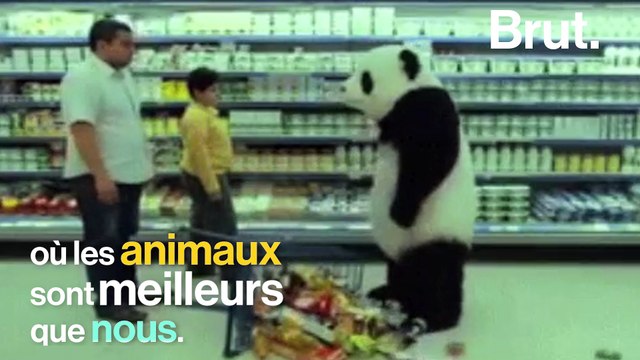 4 domaines où les animaux sont bien meilleurs que nous