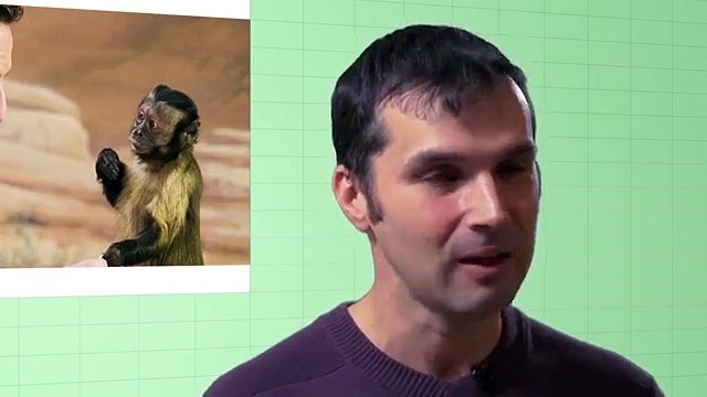 Почему обезьяны не превращаются в человека? Мифы об эволюции человека