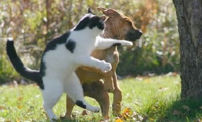 Cães e Gatos Em Cenas Nada Amistosas