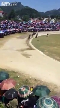 Horse Racing Accident. There are horses in Vietnam!