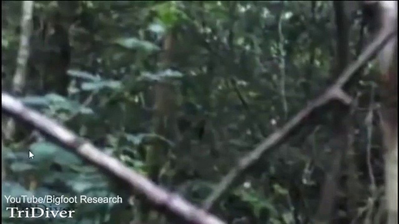 Bigfoot