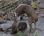 Deputies Free Agitated Deer Entangled in Each Other's Antlers