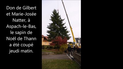 Un particulier offre son sapin de 16 mètres à Thann pour Noël