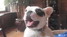 Cães Com Ladrar e Rosnar Para Rir