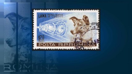 60 лет полёту Лайки