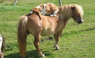 Cães Em Diversão Com Cavalos