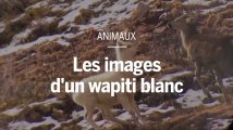 Un wapiti blanc filmé pour la première fois en Chine