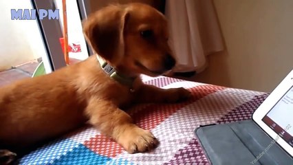 Adorable Sausage Dogs Videos - Funny Dogs Compilation 2016