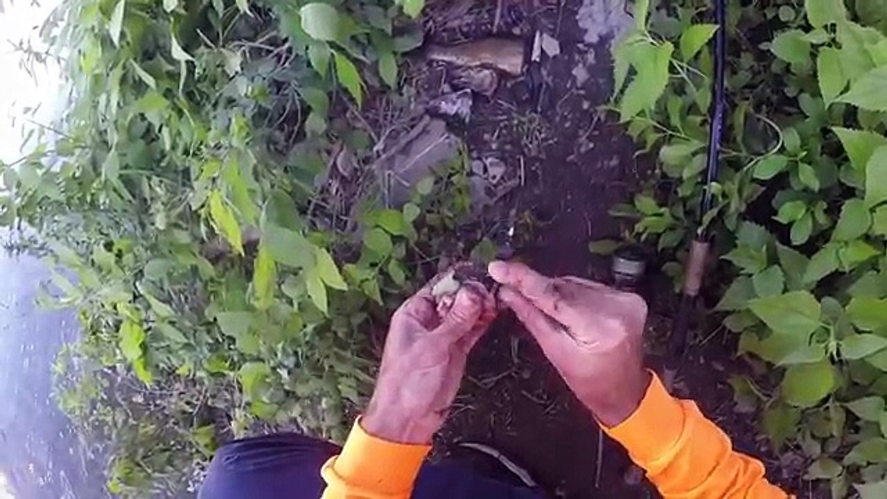 Catching Flatheads on Trout Chunks and Live Sunfish