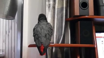 Попугай Григорий - в кругу семьи ПОКАКАЛ - 2 сезон, 20 серия