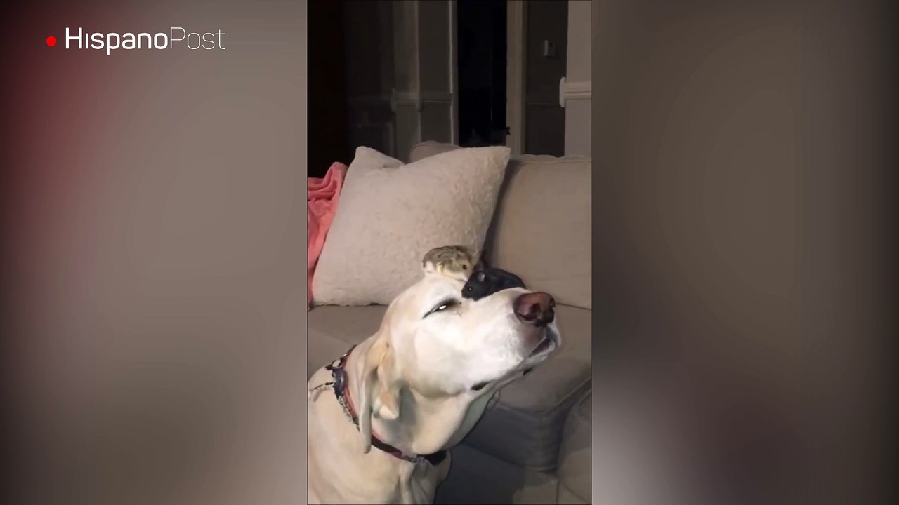 Un perro disfruta su amistad con hámster