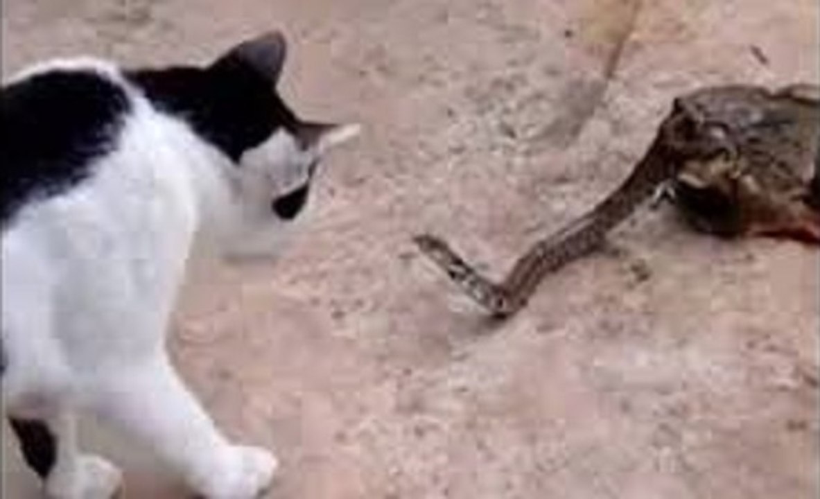 Gatos Atacando Cobras - Parte II