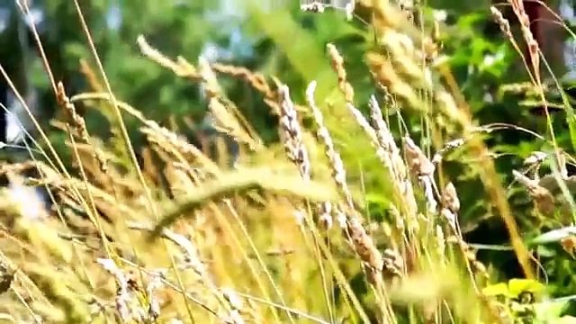 Аватария / Hello, my name is Felicia! Третий сезон. Восьмая серия. Приговор