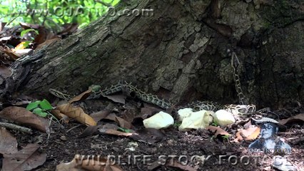 Indigo Snake Eats Python 01 - Snake Cannibalism