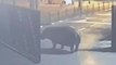 Hippo Walks Out of Israeli Safari, Then Walks Back In