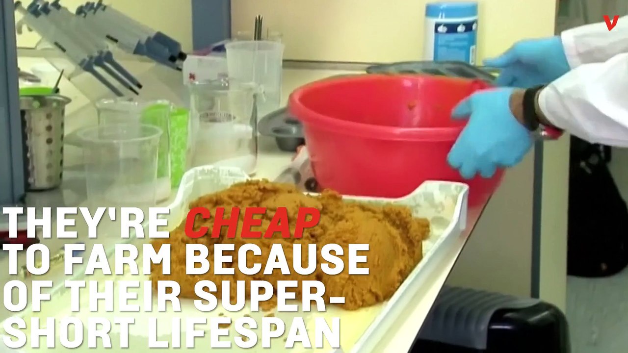 Are You Ready To Eat Fruit Fly Larvae?