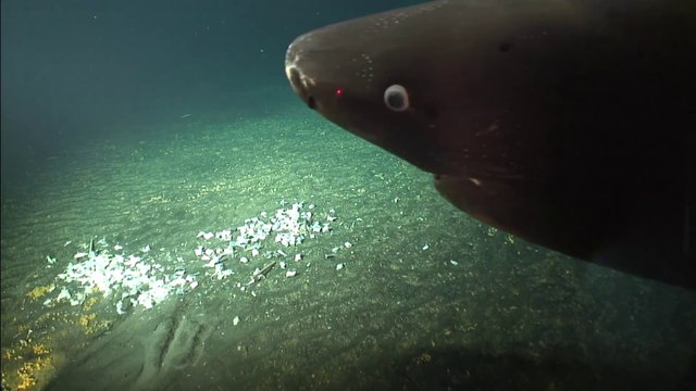 Ces scientifiques capturent les images rares d'un requin dormeur à 1325m de profondeur dans un volcan sous marin actif
