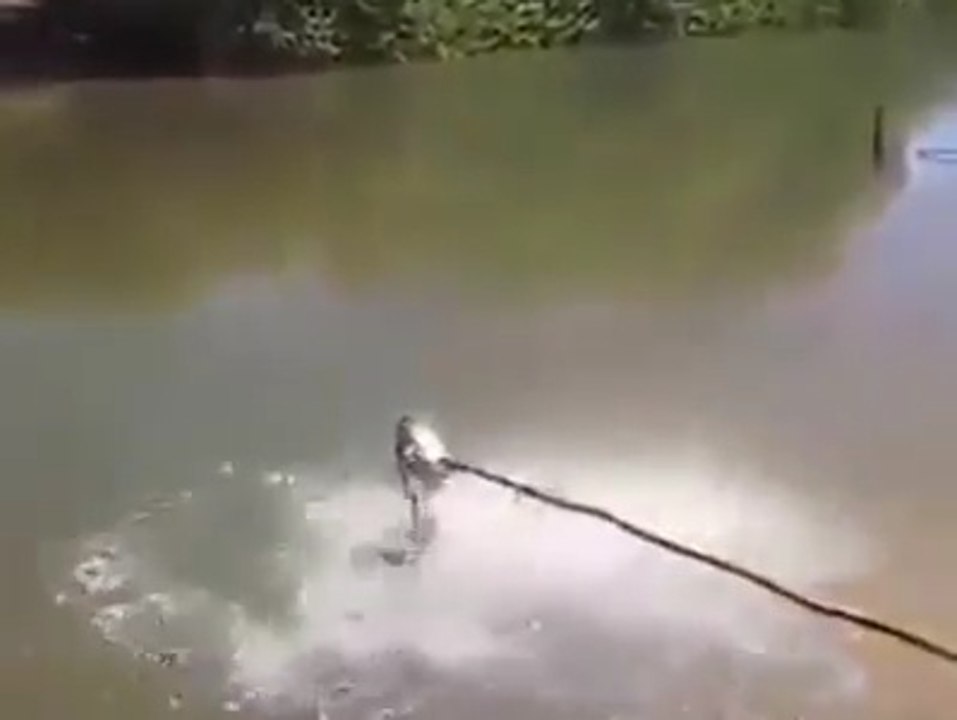 Des piranhas affamés ça donne ça... Impressionnant