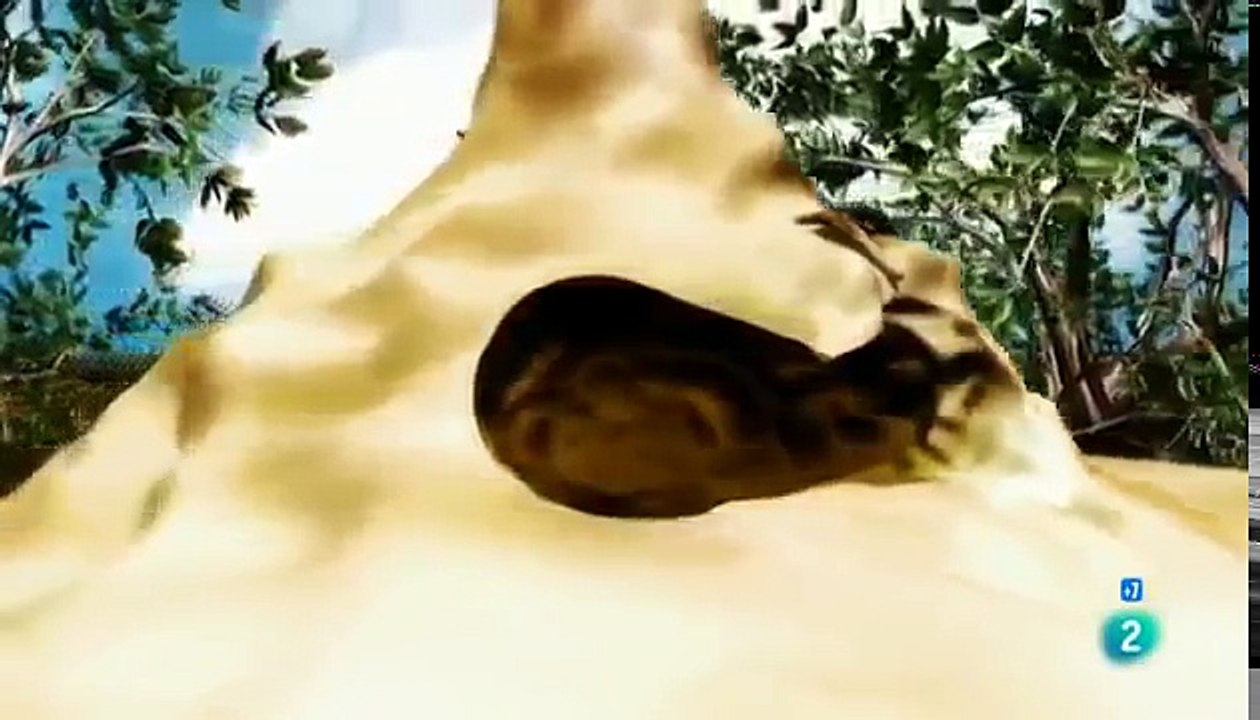 El mundo Animal Documental - FACOQUEROS (JABALÍ) VS LEONES, GUEPARDOS , LEOPARDOS