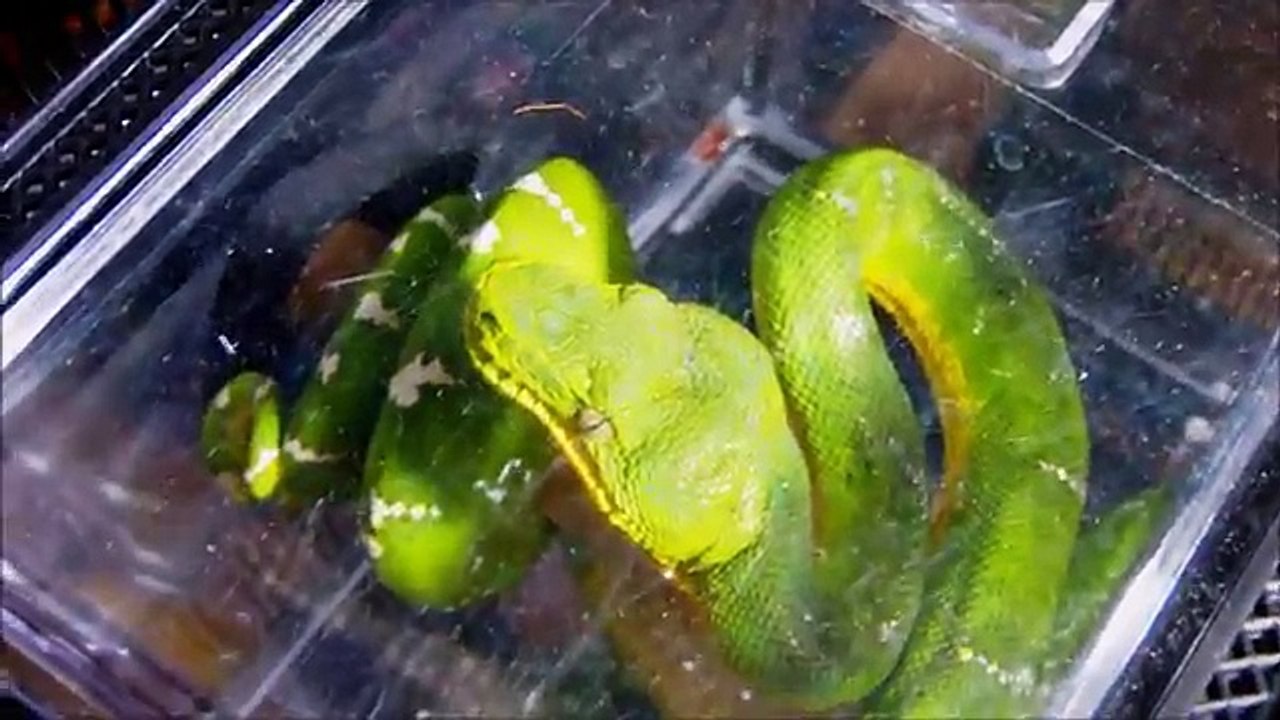 Reptile Expo In Japan new!~Kyushu Reptile Festival (Full HD)