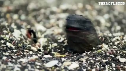 Baby Iguana chased by Snakes