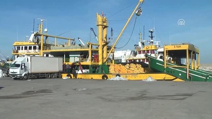 Karadeniz'de Hamsi Bereketi