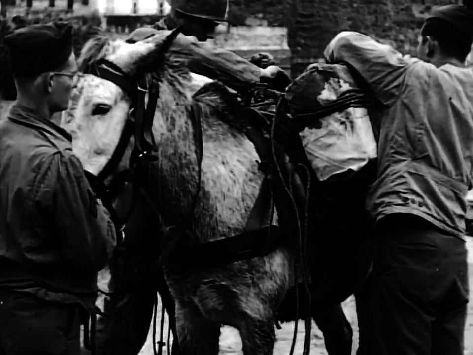 Last Army Mules Retired at Fort Carson, Colorado, circa 1956