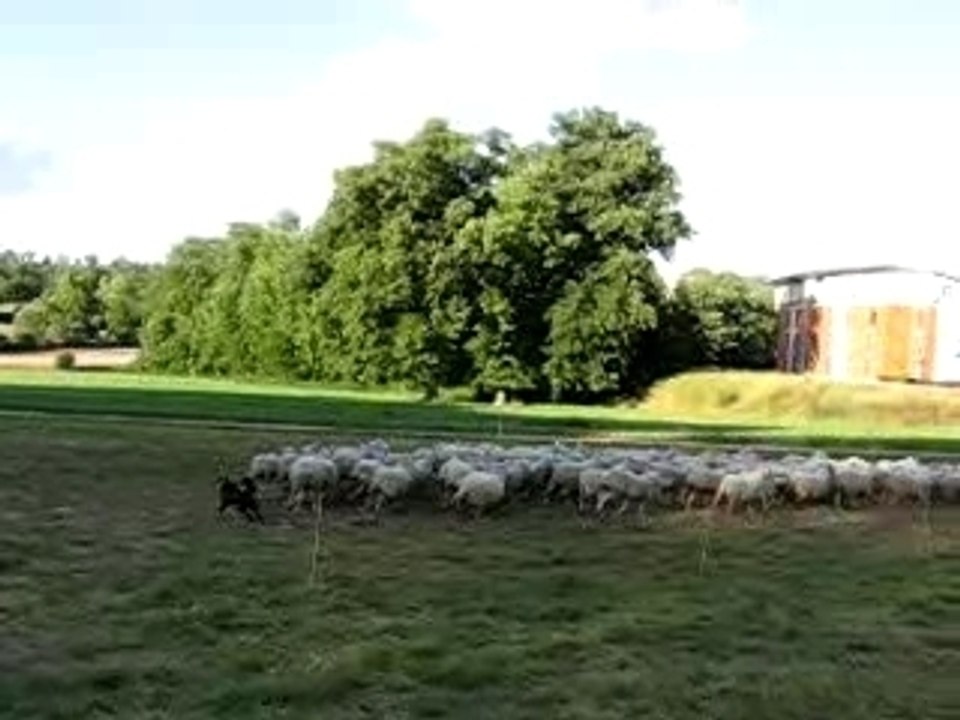 australe aux moutons