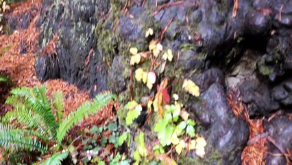 Strange & Wonderful Things In The Redwoods