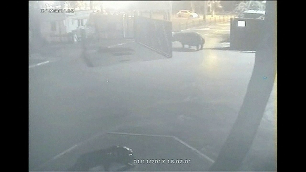 Hippopotamus tries to escape from an Israeli zoo