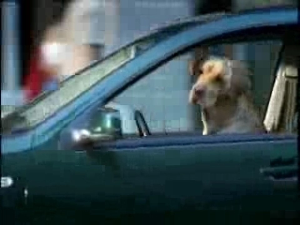 pub - biere - heineken - voiture conduite par le chien