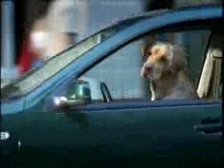 pub - biere - heineken - voiture conduite par le chien