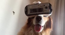 Retriever Enters Virtual Reality Universe, Nothing Will Ever Be The Same Again