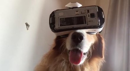 Retriever Enters Virtual Reality Universe, Nothing Will Ever Be The Same Again