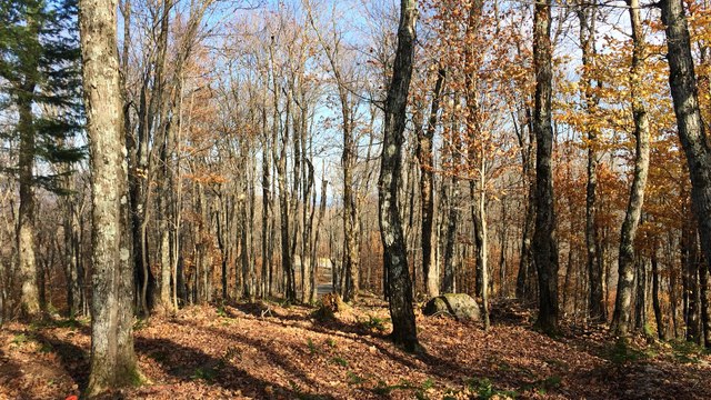 Land for Sale Laurentians - Terrain a Vendre Laurentides Altitude 612