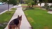 German Sheperd realizes owner isnt behind him any more