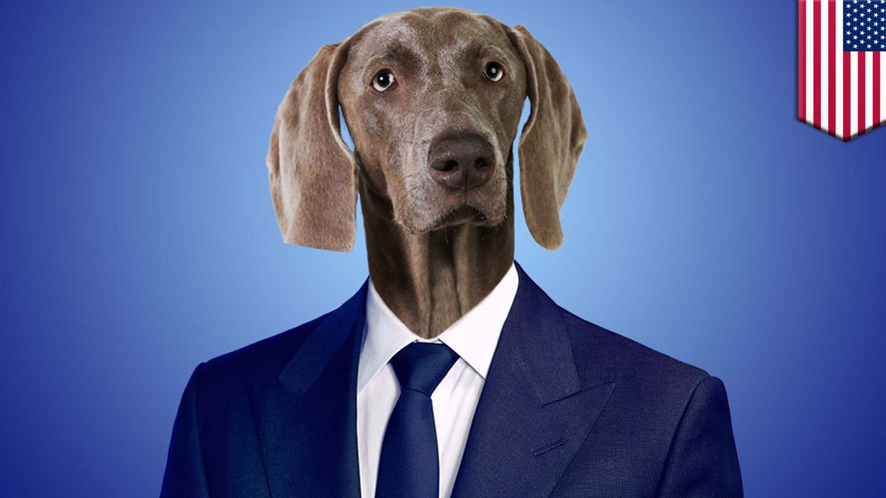 Court thinks 'give me a lawyer dog' refers to an actual lawyer dog