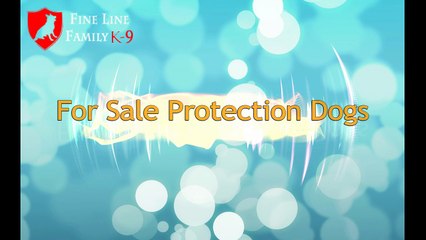 Best Protection Dogs for Sale