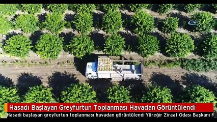 Hasadı Başlayan Greyfurtun Toplanması Havadan Görüntülendi