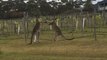 Kangaroos Become Entangled in Grapevines During Winery Brawl