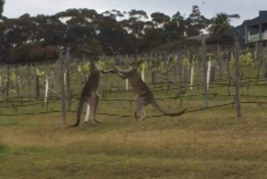 Kangaroos Become Entangled in Grapevines During Winery Brawl