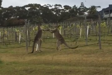 Kangaroos Become Entangled in Grapevines During Winery Brawl