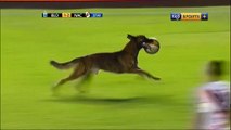 شاهد: لاعبون يطاردون كلب اقتحم مبارة لكرة القدم