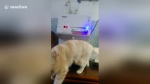 Fussy pet cat pours himself a cup of fresh water from dispenser