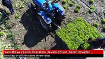 Sarıcakaya Yeşillik İhracatına Devam Ediyor...hasat Havadan Görüntülendi